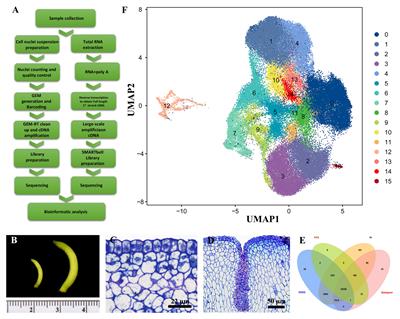 Full-length RNA sequencing and single-nucleus sequencing deciphers programmed cell death and developmental trajectories in laticiferous canals of Decaisnea insignis fruits